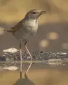 Le Rossignol philomèle est un **migrateur de longue distance**. En septembre, il migre vers l'**Afrique subsaharienne**.